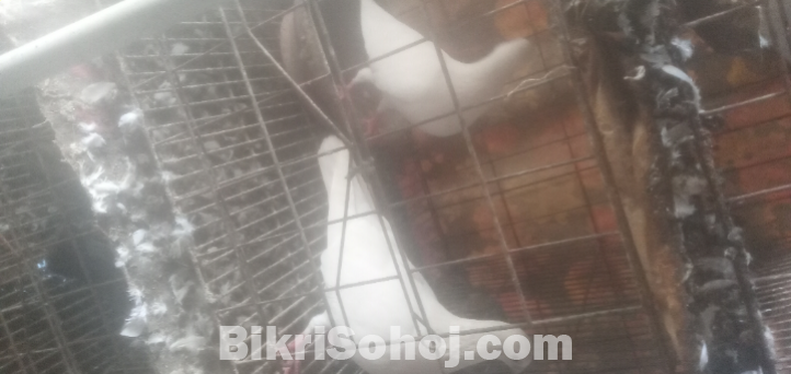 কবুতর